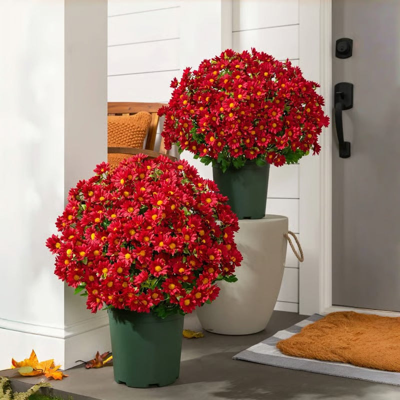 AutumnBloom – Dauerhafte Herbstschönheit ganz ohne Pflege!