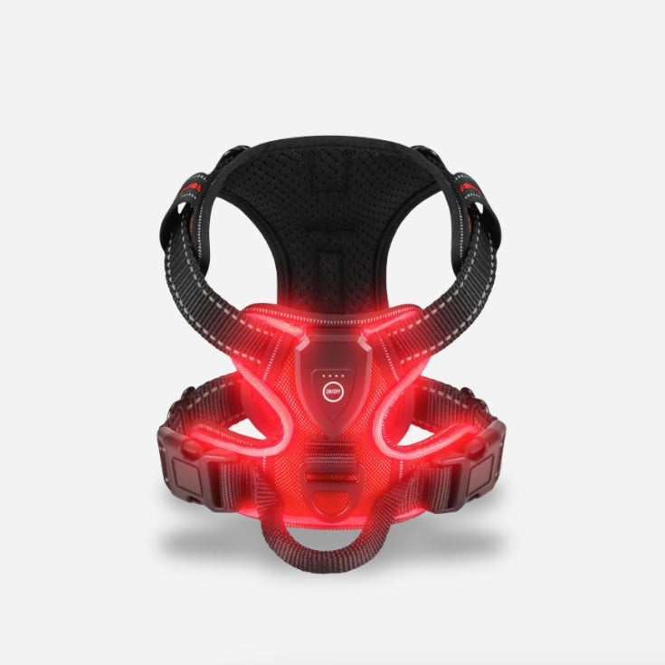 PawGuard – Sicher und Trendig Spazierengehen!