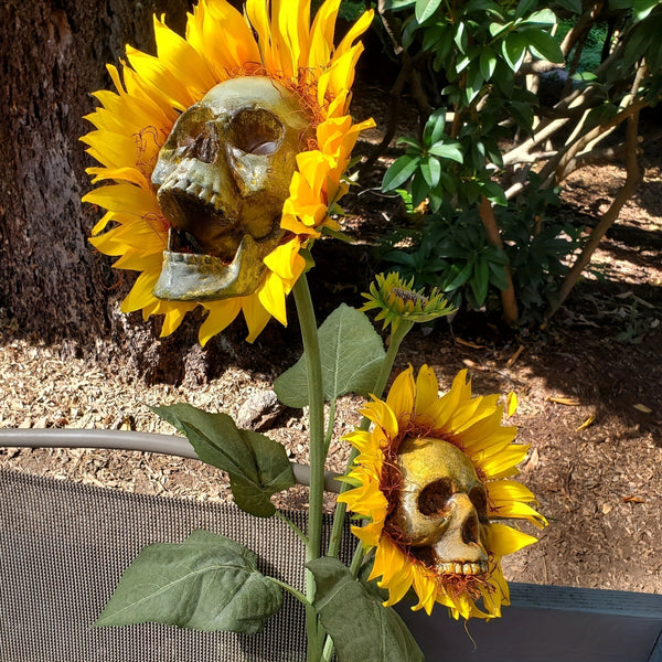 BloomSkull – Die faszinierend schöne Sonnenblume, perfekt für Halloween!