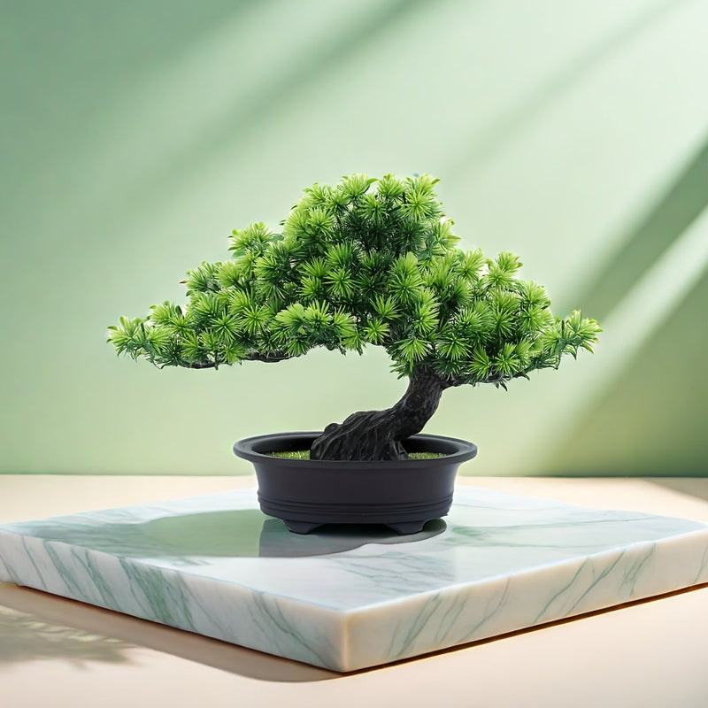 ZenFlora Bonsai | 24 cm | Immergrün & Pflegefrei | Mit Schwarzem Topf