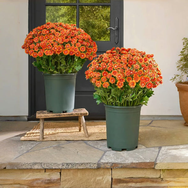 AutumnBloom – Dauerhafte Herbstschönheit ganz ohne Pflege!