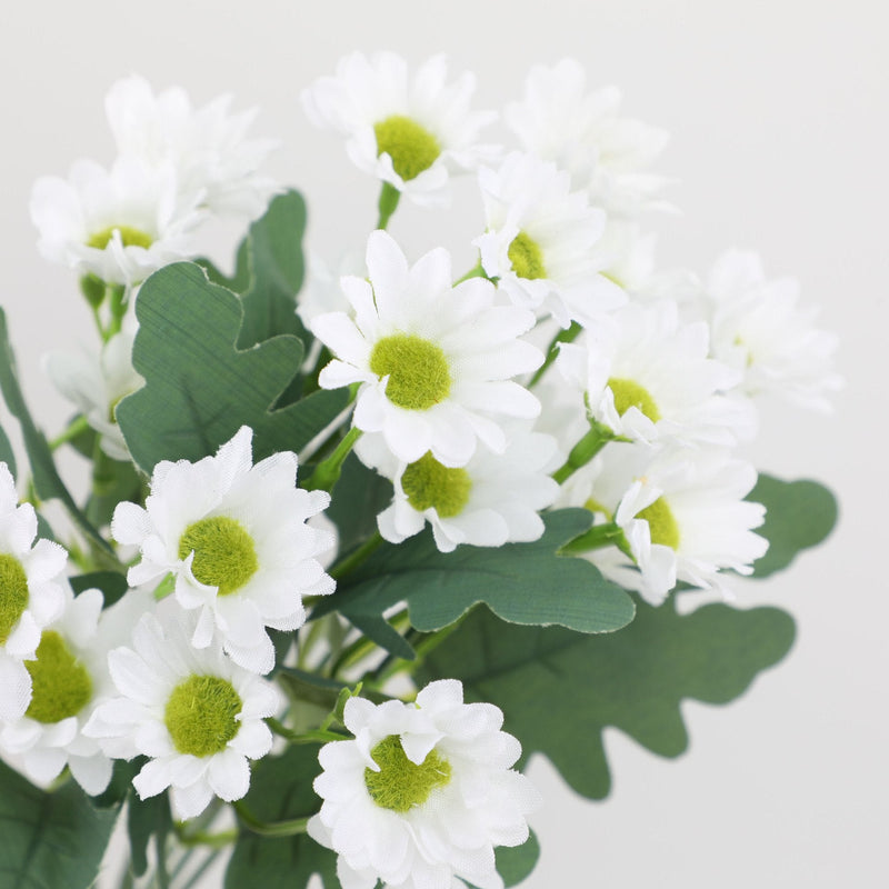 2+1 GRATIS | BloomoraSunset – Zeitlose herbstliche Pracht