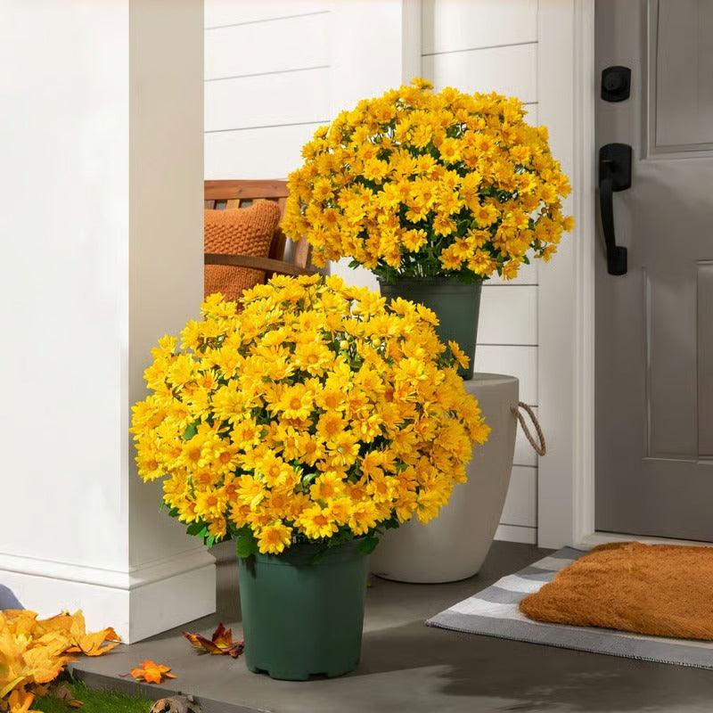 AutumnBloom – Dauerhafte Herbstschönheit ganz ohne Pflege!