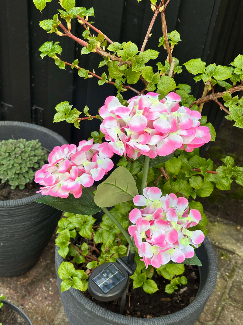 GlowFlora – Dein Garten beginnt zu leuchten!