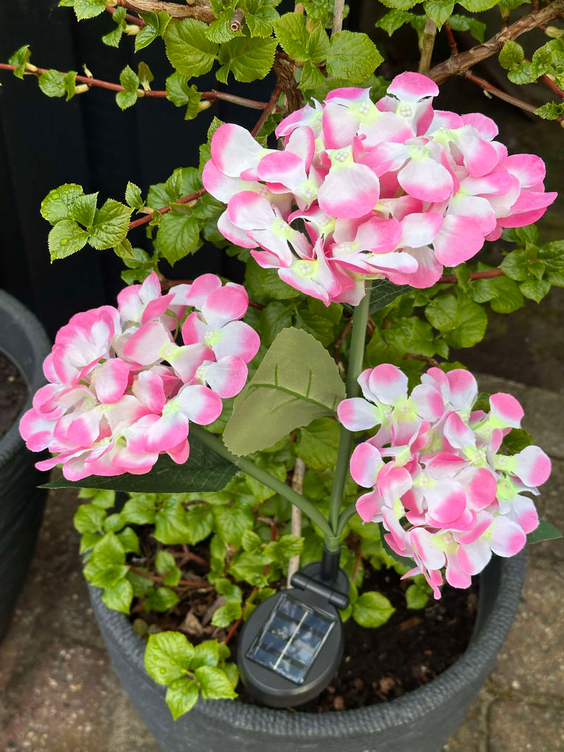 GlowFlora – Dein Garten beginnt zu leuchten!