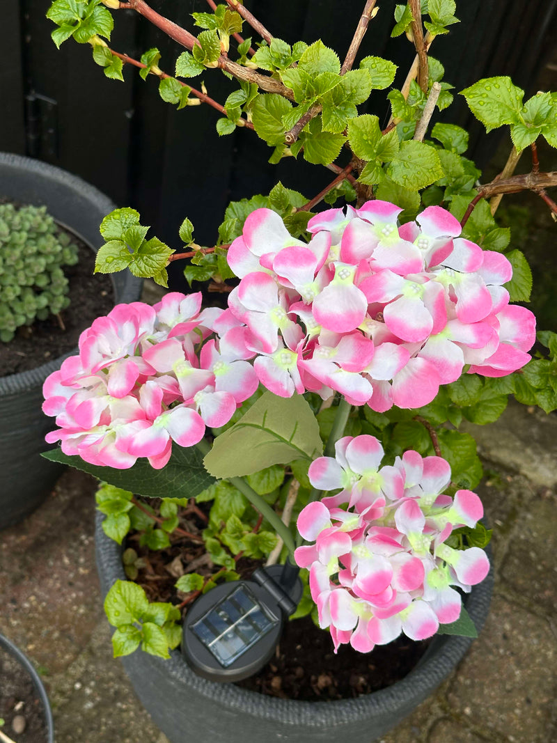 GlowFlora – Dein Garten beginnt zu leuchten!