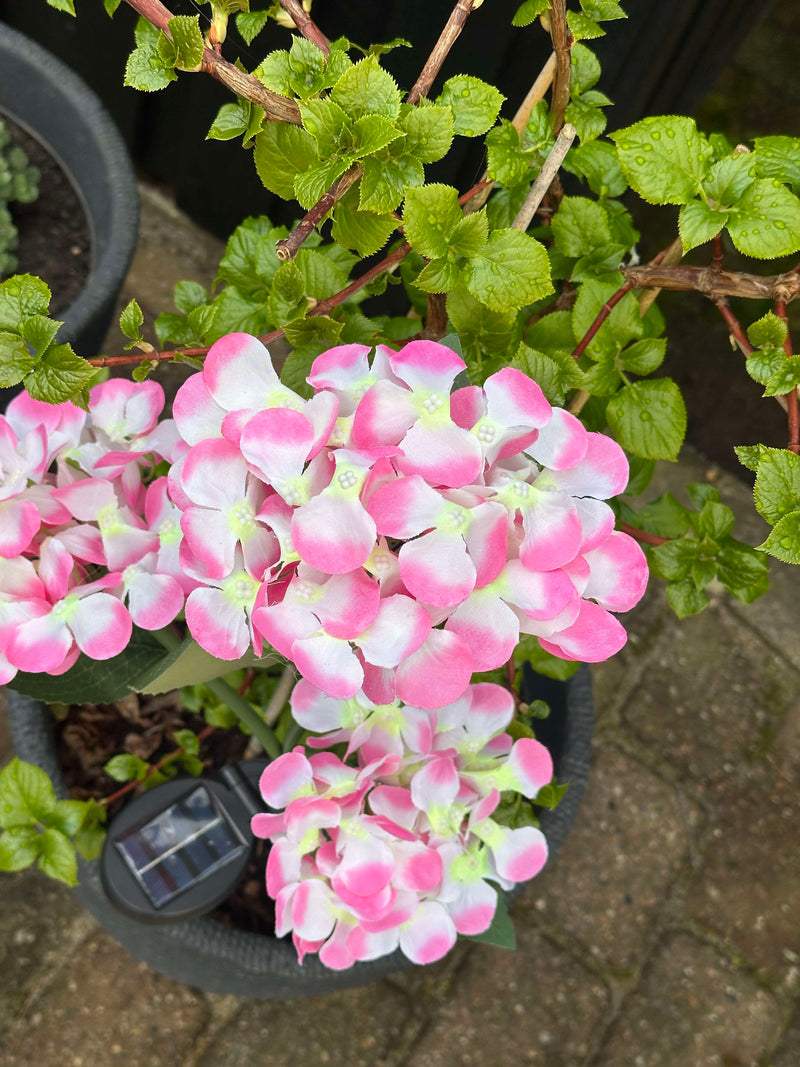 GlowFlora – Dein Garten beginnt zu leuchten!