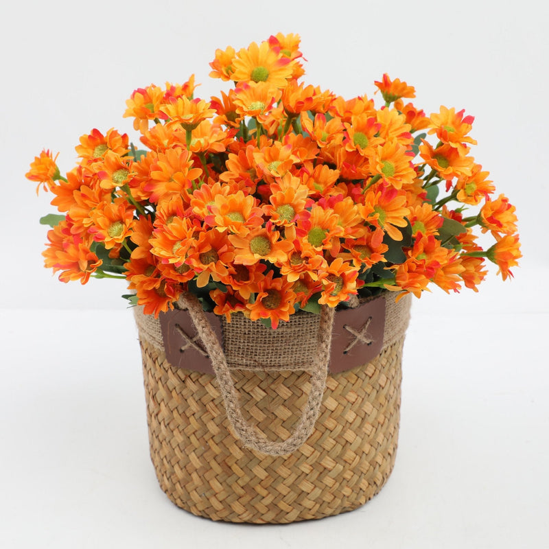 2+1 GRATIS | BloomoraSunset – Zeitlose herbstliche Pracht