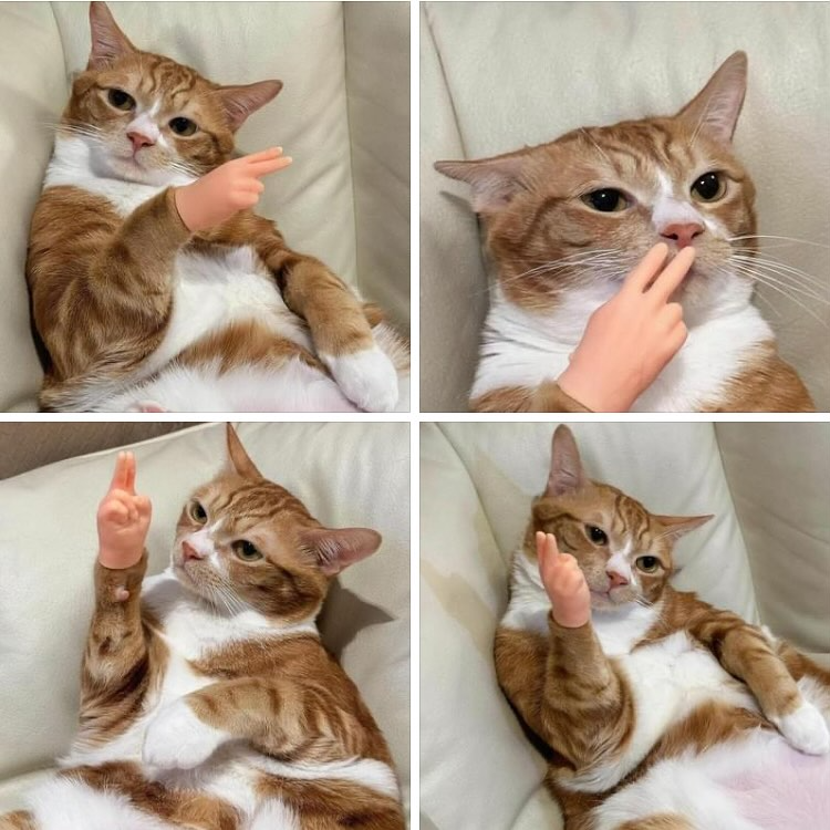 PawsTouch – Das Spielzeug, das jede Katze sofort liebt