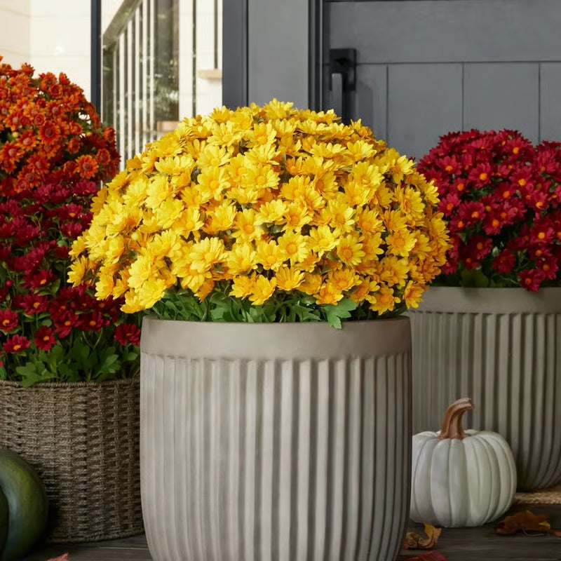 AutumnBloom – Dauerhafte Herbstschönheit ganz ohne Pflege!