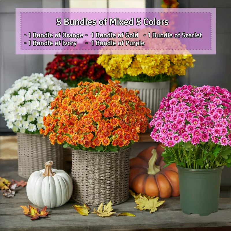 AutumnBloom – Dauerhafte Herbstschönheit ganz ohne Pflege!