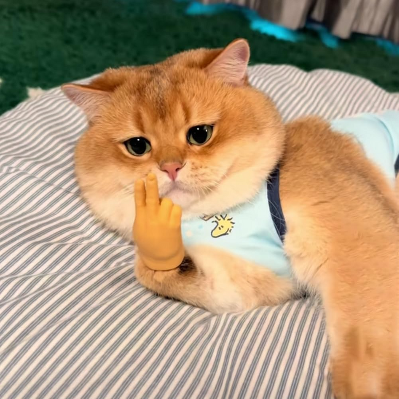 PawsTouch – Das Spielzeug, das jede Katze sofort liebt