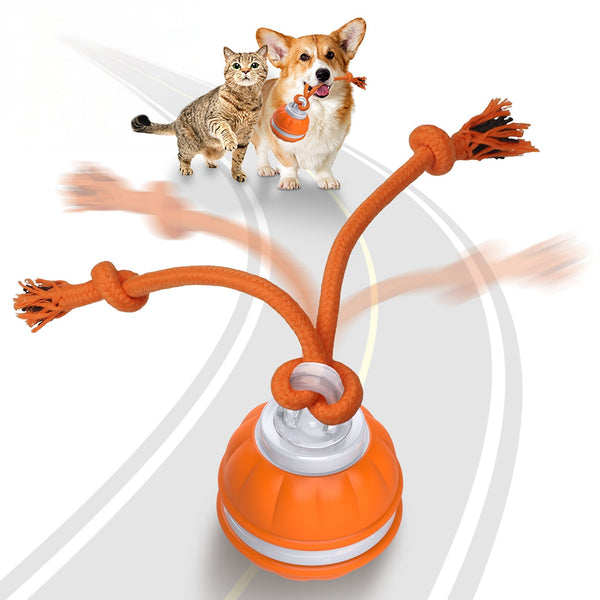 PawiBall – Endlich ein glücklicher und gut ausgelasteter Hund