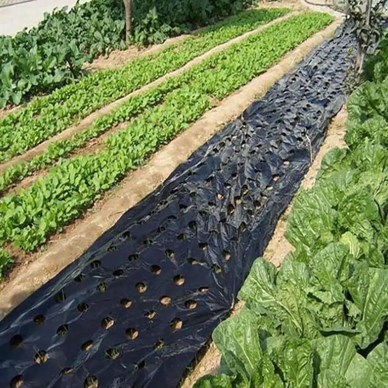 AgroVent Gelochte Agrarfolie aus PE | 95 cm Breite | Für Gemüseanbau & Feuchtigkeitsschutz | Wärme- & Wachstumsfördernd