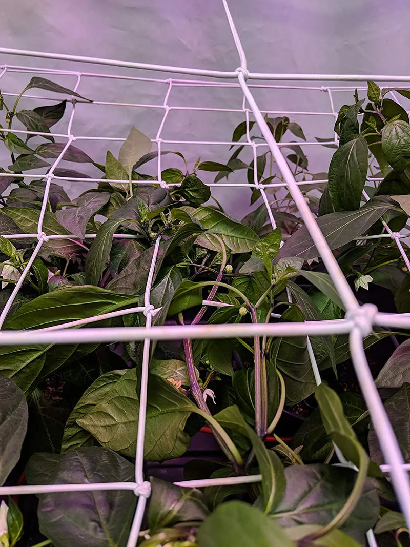 FlexiGrow Net | Elastisches Ranknetz mit Haken | 10 × 10 cm Maschen | Für Growbox, Pflanzen & Hydrokultur