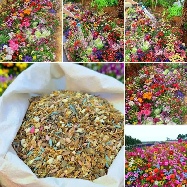BloomMix – Farbenfrohe Blütenvielfalt das ganze Jahr