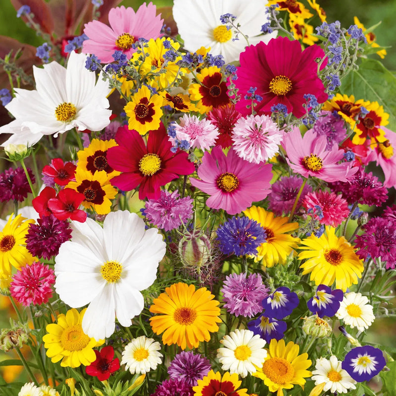 BloomMix – Farbenfrohe Blütenvielfalt das ganze Jahr