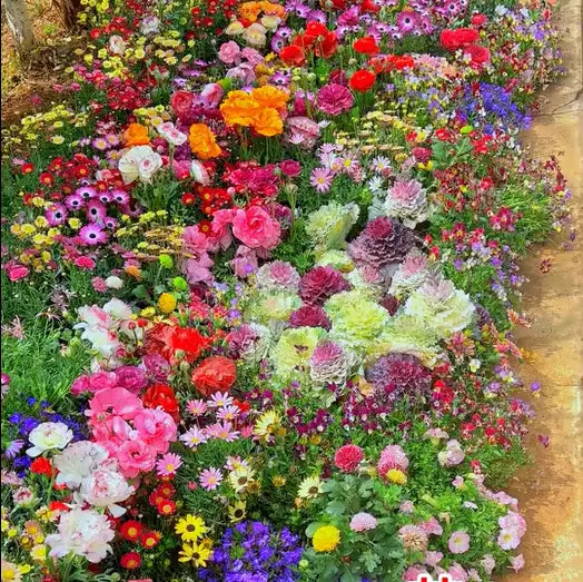 BloomMix – Farbenfrohe Blütenvielfalt das ganze Jahr