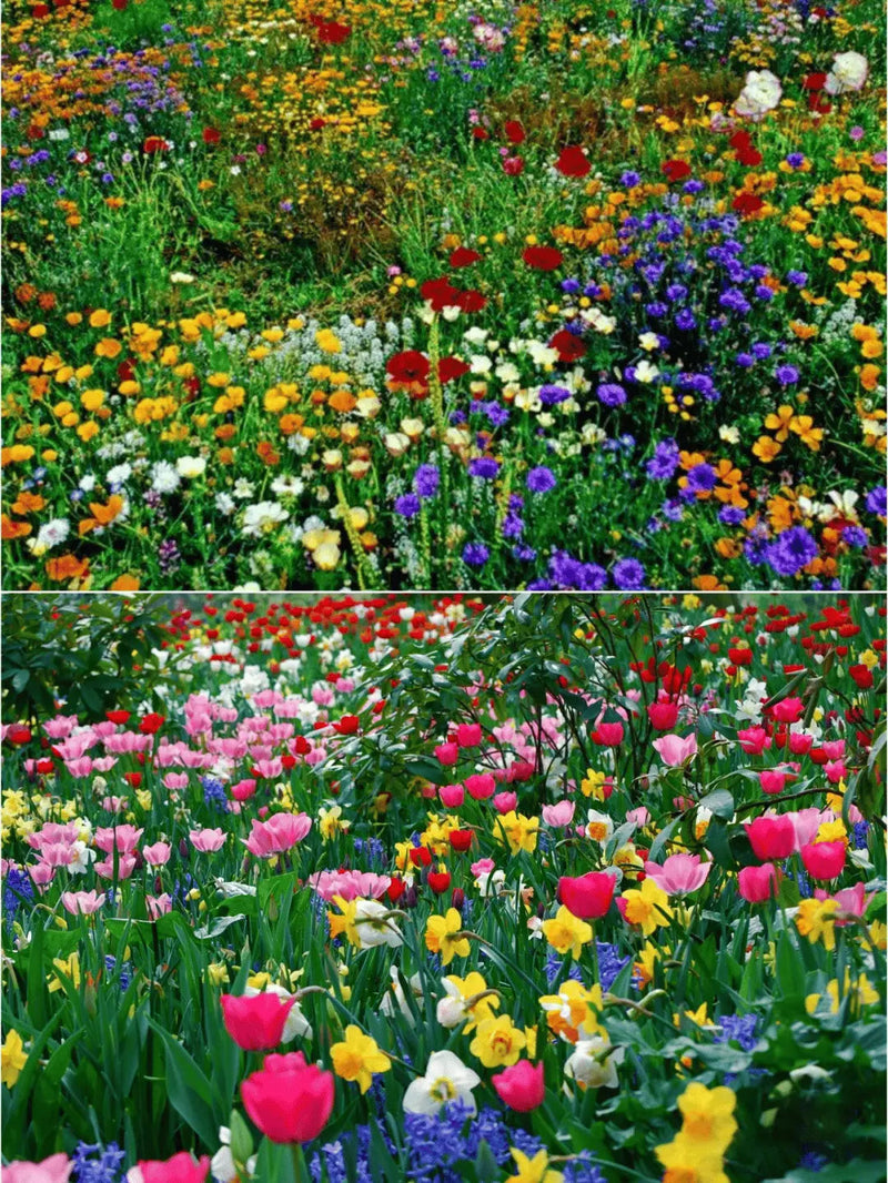 BloomMix – Farbenfrohe Blütenvielfalt das ganze Jahr