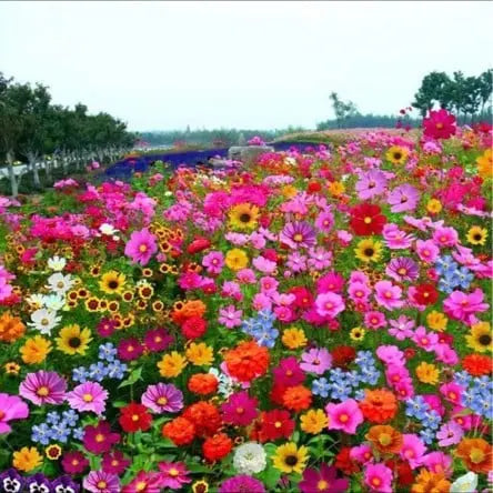BloomMix – Farbenfrohe Blütenvielfalt das ganze Jahr