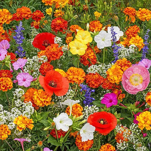 BloomMix – Farbenfrohe Blütenvielfalt das ganze Jahr