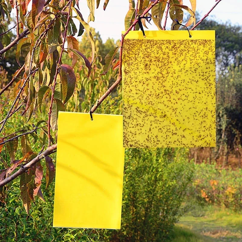Vermixo Fruchtfliegenfalle Gelb | 20 Stück Doppelseitig | Giftfrei & Umweltfreundlich | Klebefallen für Insekten