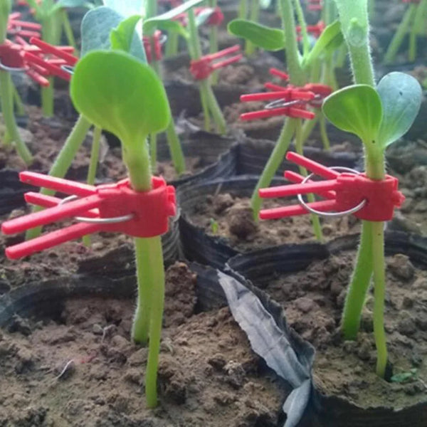 PlanturaClip Pflanzenclips für Garten & Gewächshaus | 10/20/50 Stück | Graft- & Rankhilfe für Tomaten, Gurken & Setzlinge