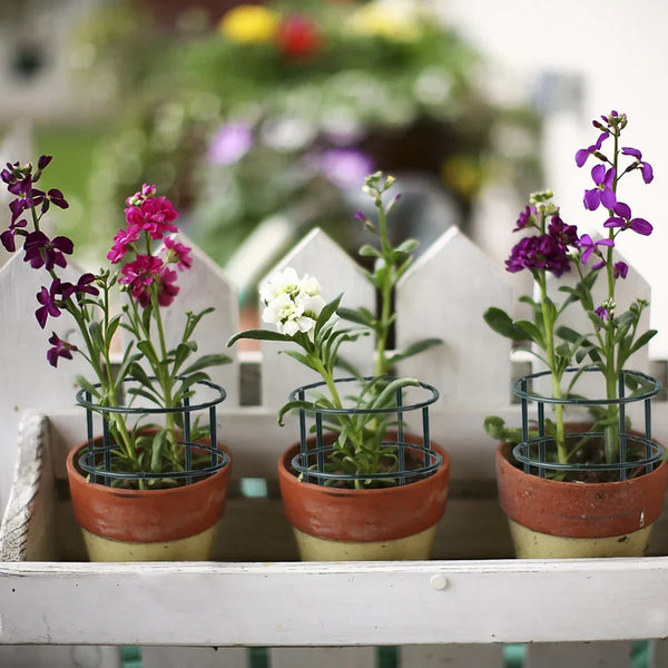 Floriva Pflanzenhalter | Stabil & Wiederverwendbar | Für Blumen & Gewächshaus