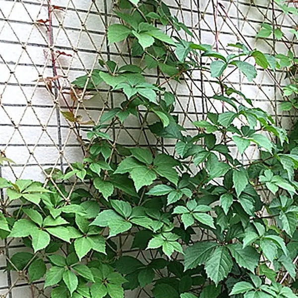 Florava EcoGrid Pflanzennetz aus Jute | Natürliches Kletternetz für Garten & Dekoration | 1 m²