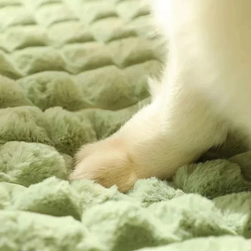 PAWSOMNIA Orthopädisches Hundebett | Abnehmbarer Bezug & Waschbar | Memory Foam | Für Hunde & Katzen