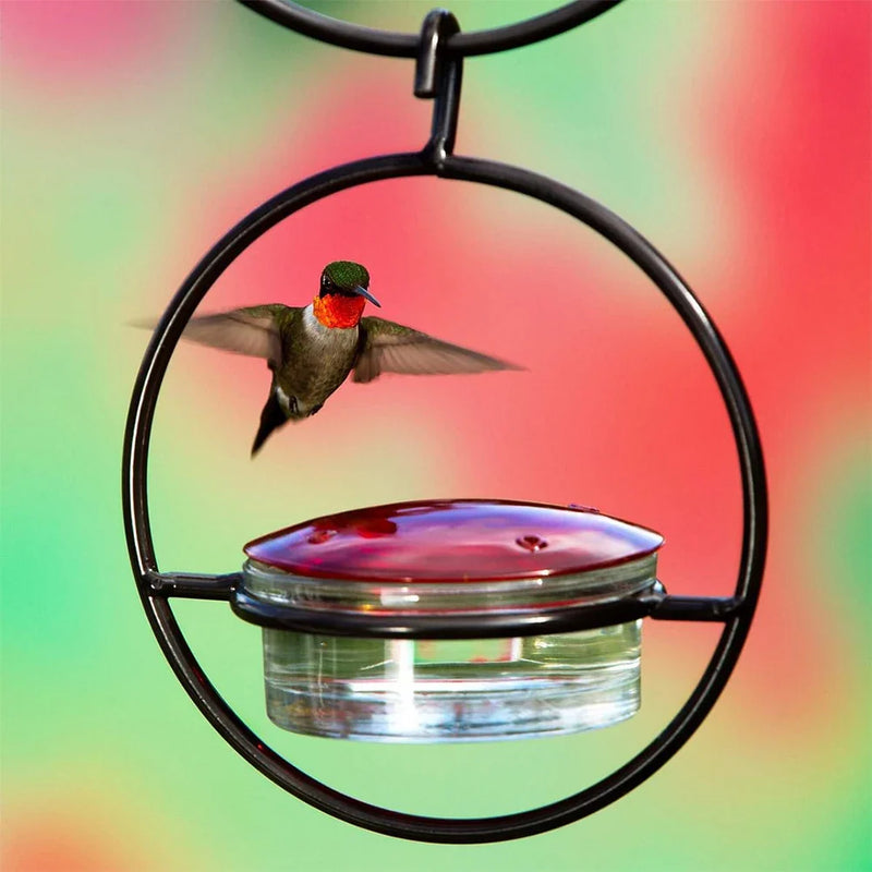 BirdJoy – Kolibris anlocken, ohne Chaos