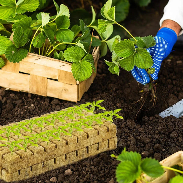 HydroBloom Anzuchtwürfel für Hydrokultur | Steinwollfreie Pflanzenwürfel | Ideal für Gemüse, Kräuter & Blumen | 50/100/200/300/500 Stück