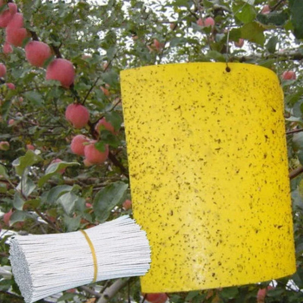 Vermixo Fruchtfliegenfalle Gelb | 20 Stück Doppelseitig | Giftfrei & Umweltfreundlich | Klebefallen für Insekten