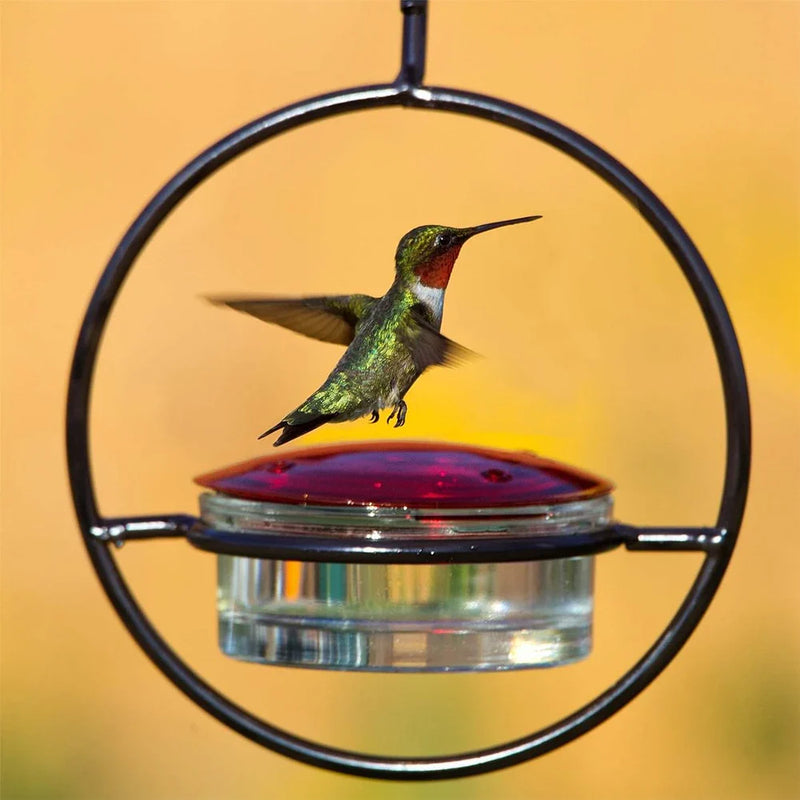 BirdJoy – Kolibris anlocken, ohne Chaos