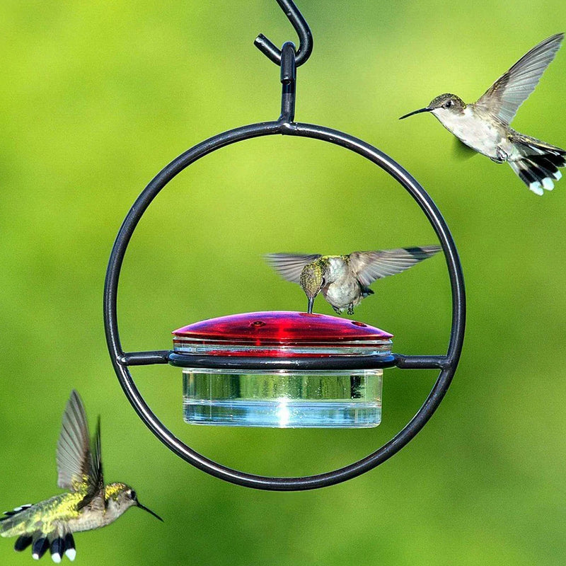 BirdJoy – Kolibris anlocken, ohne Chaos