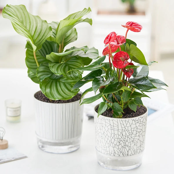 FLORANO Blumentopf | Kunststoff mit Wasserspeicher | Abnehmbar | Design Ice-Crack & Zebra