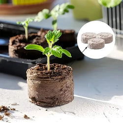 Coconura 100 Stück Kokos-Quelltabletten für Pflanzenanzucht | Nährstoffreiche Kokoserde | Ideal für Setzlinge, Gewächshaus & Hydrokultur