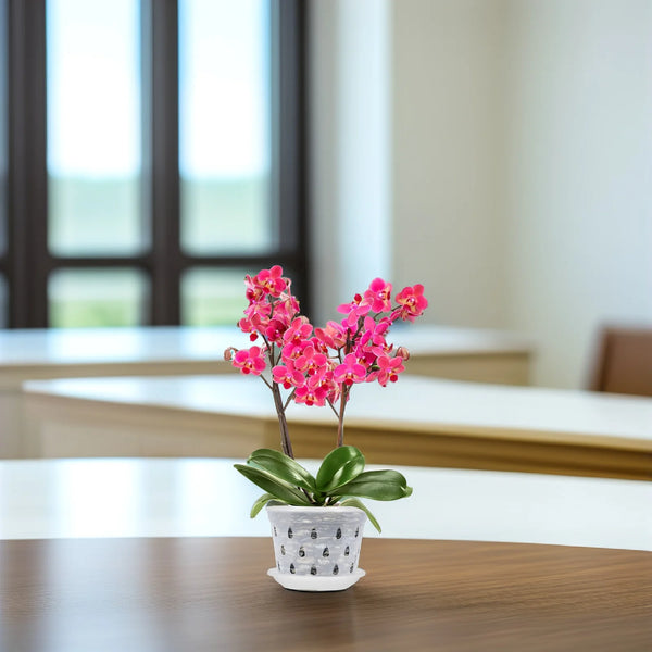 Orchideen Blumentöpfe Klar | 5er Set | Mit Drainagelöchern | Transparent & Stabil – Florvista