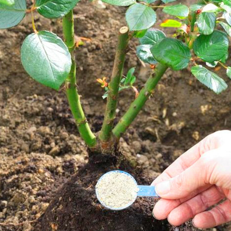 RootForce Bio | Wurzelpulver für Pflanzenwachstum & Hydrokultur | 50 g / 100 g | Schnelle Bewurzelung & Bodenaktivierung