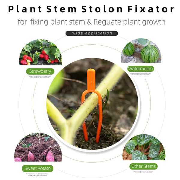 VitaFix | 50er-Set Pflanzen-Stiel- und Rankenfixierer | 5,5 cm & 6,5 cm | Stabile Befestigung für Erdbeeren, Wassermelonen & Rankpflanzen