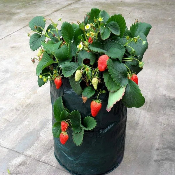 Plantuvo GrowBag Pflanzsack für Erdbeeren & Gemüse | 5/7/10 Gallonen | Mit Pflanzöffnungen & Tragegriffen | PE-Material | Faltbar & Wiederverwendbar