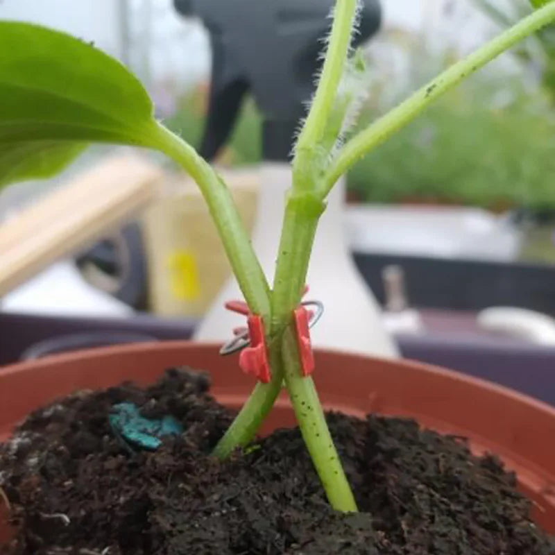 PlanturaClip Pflanzenclips für Garten & Gewächshaus | 10/20/50 Stück | Graft- & Rankhilfe für Tomaten, Gurken & Setzlinge