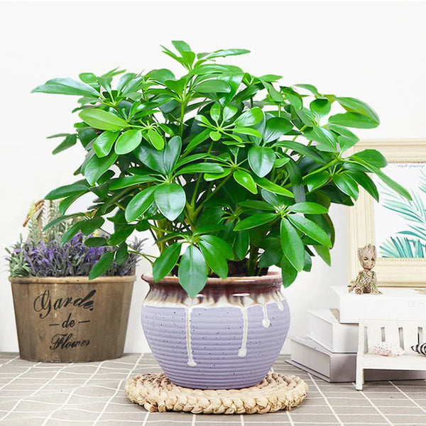 Kunstpflanze EverLeaf 33 | 33 cm | Mit Stiel & Blättern | Pflegeleichte Deko für Zuhause & Büro