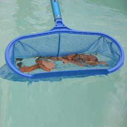 AquaSift Pool Kescher mit Teleskopstange | Laubkescher für Schwimmbad & Teich | Robustes Netz | Reinigung für Pool & Spa