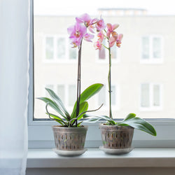 Orchideen Blumentöpfe Klar | 5er Set | Mit Drainagelöchern | Transparent & Stabil – Florvista