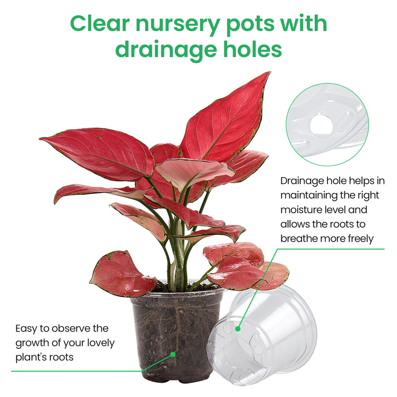 ClarityGrow Pflanztopf-Set | 30er Set Transparent | 6,7" + 5" + 4" | Flexibel, Robust & mit Drainagelöchern
