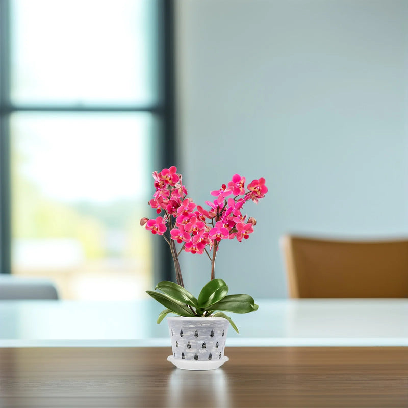 Orchideen Blumentöpfe Klar | 5er Set | Mit Drainagelöchern | Transparent & Stabil – Florvista
