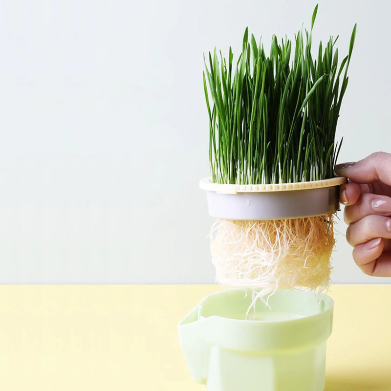 GreenPaws Keimschale | Cat Grass Pflanzbecher | Aus lebensmittelechtem PP | Für Weizengras, Bohnen & mehr | Ohne Erde