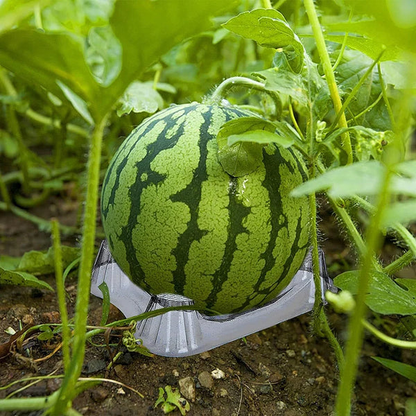 Growviva Melonenhalter Garten | 50er Set | Stabil & Wiederverwendbar | Transparent