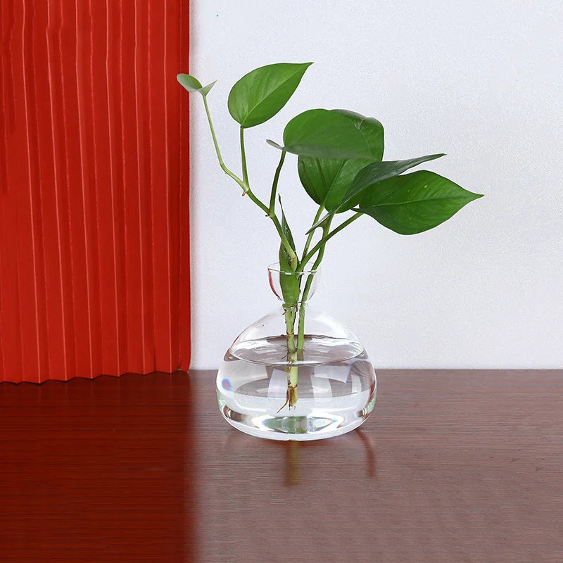 Avocado Vase Glas | Transparentes Keimglas | Pflanzgefäß für Avocado-Anzucht | 10–15 cm